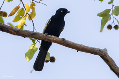 Melaniparus guineensis