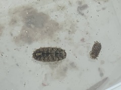 Lepidochitona cinerea