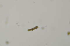 Ptychostomum moravicum