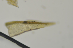 Ptychostomum moravicum