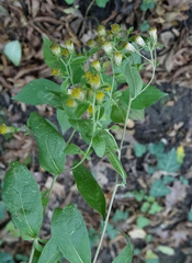 Pentanema squarrosum