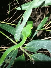 Trimeresurus popeiorum