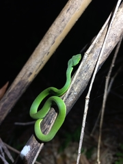 Trimeresurus popeiorum