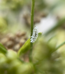 Coccinellidae