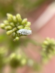 Coccinellidae