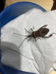Leptoglossus occidentalis