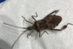 Leptoglossus occidentalis