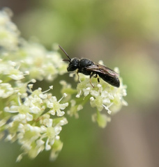 Hylaeus