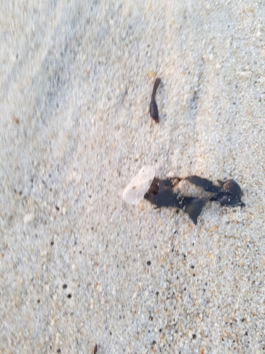 photo of By-the-wind Sailor (Velella velella)