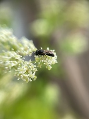 Hylaeus