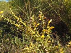 Ulex argenteus subsericeus