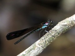 Heliocypha biseriata