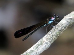 Heliocypha biseriata