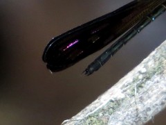 Heliocypha biseriata