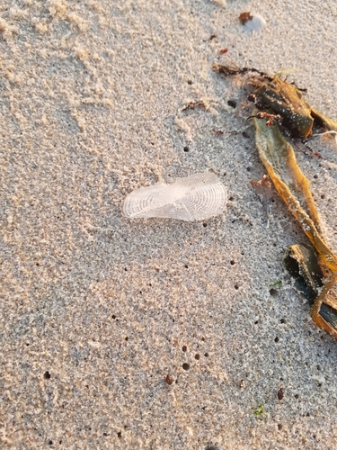 photo of By-the-wind Sailor (Velella velella)