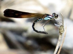 Heliocypha biseriata