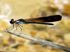Heliocypha biseriata