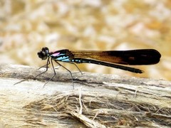 Heliocypha biseriata