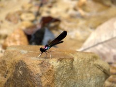 Heliocypha biseriata