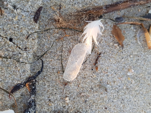 photo of By-the-wind Sailor (Velella velella)