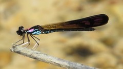 Heliocypha biseriata