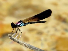 Heliocypha biseriata