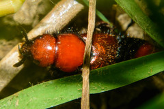 Haematodes bicolor