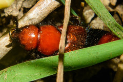 Haematodes bicolor