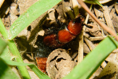 Haematodes bicolor