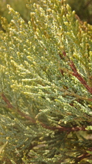 Juniperus excelsa