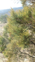 Juniperus excelsa