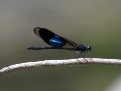 Euphaea subcostalis