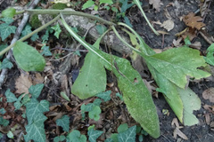 Pentanema squarrosum