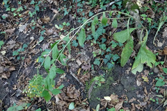 Pentanema squarrosum