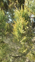 Juniperus excelsa