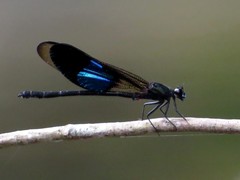Euphaea subcostalis