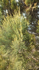 Juniperus excelsa