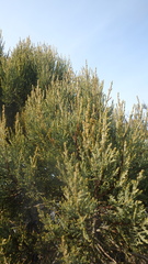 Juniperus excelsa