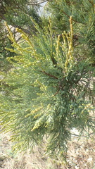 Juniperus excelsa