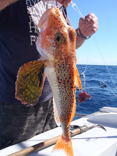 Japanese gurnard (Pterygotrigla picta) — Triglidae
