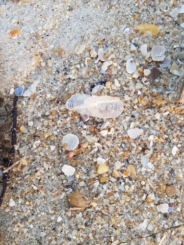 photo of By-the-wind Sailor (Velella velella)