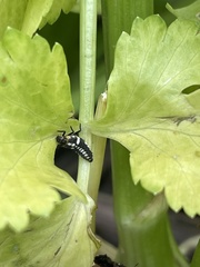 Eriopis connexa