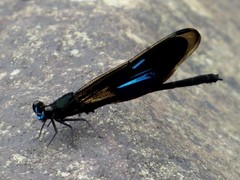 Euphaea subcostalis