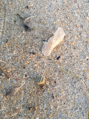 photo of By-the-wind Sailor (Velella velella)