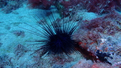 Diadema africanum