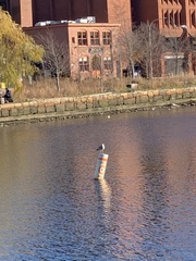 Larus