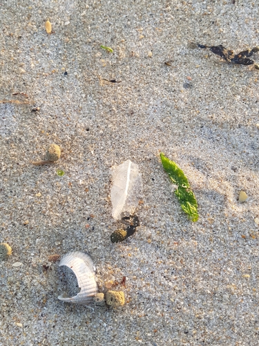 photo of By-the-wind Sailor (Velella velella)