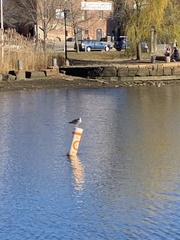 Larus