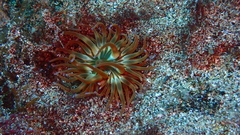 Anemonia sargassensis