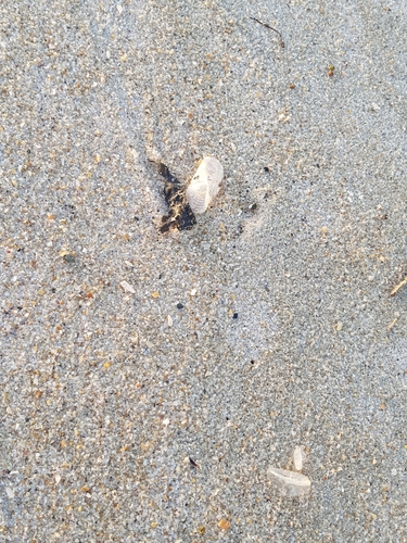 photo of By-the-wind Sailor (Velella velella)